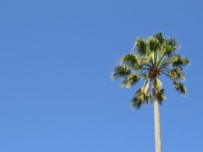 Palm tree in Fontana