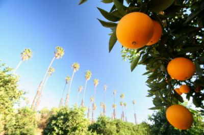 Orange Grove in Riverside, California